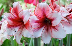 A white and deep red amaryllis bloom grows in the wild