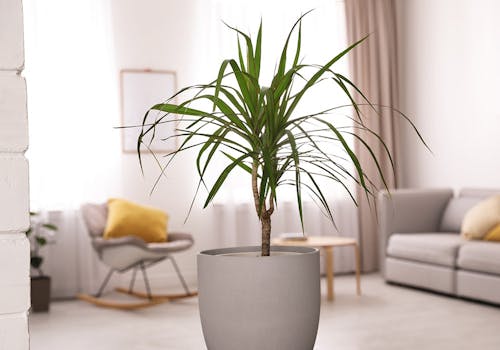 A dracaena soaks up the indirect sunlight in a suburban living room