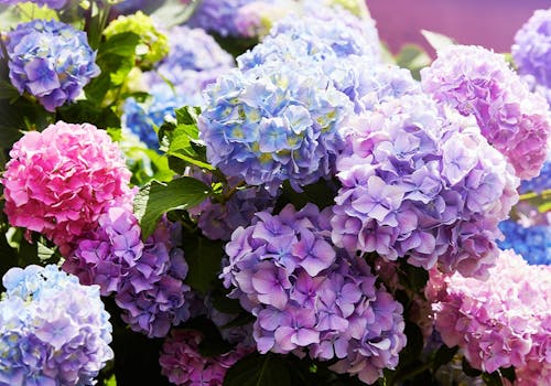 A gorgeous array of wild pink, purple and blue hydrangea flowers
