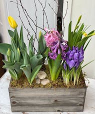 Spring Bulbs in Wood Box