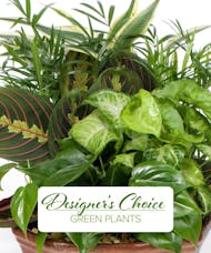Designer's Choice Green Plants - Dish Garden