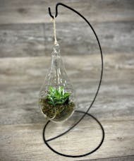 Hanging Terrarium with Stand