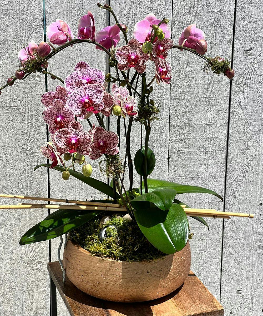 Orchid Boutique | Milwaukee (WI) Same-Day Plant Delivery | Welke's Florist