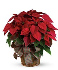 Red Double Poinsettia