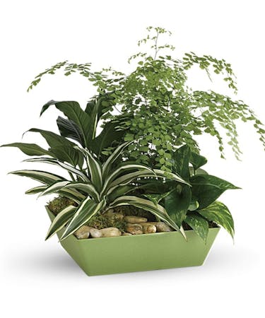 Forever Green Plant Basket