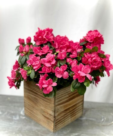 Pretty Pink Azalea In Wood Box | Milwaukee (WI) Same-Day Plant Delivery |  Welke's Florist