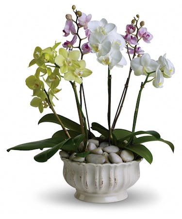 Regal Orchids Milwaukee Wi Same Day Plant Delivery Welke S Florist