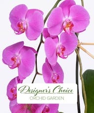 Designer's Choice Orchid Plant
