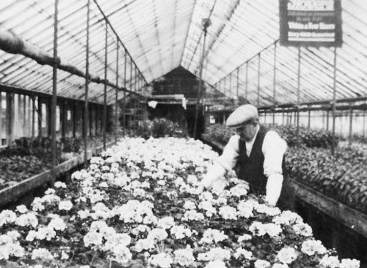 An employee tends to a long line of flowers in one of our earliest greenhouses